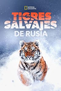 Tigres salvajes de Rusia (Russia’s Wild Tiger)